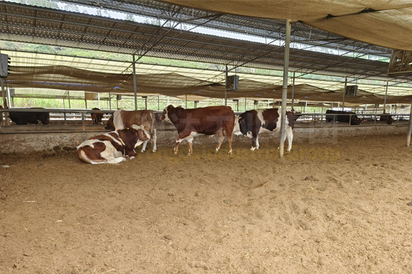 牛場的牛糞怎么處理?牛糞深加工處理方法及用途