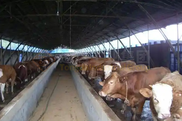 5000頭養(yǎng)牛場的牛糞怎么處理?養(yǎng)殖場牛糞怎樣發(fā)酵有機肥?