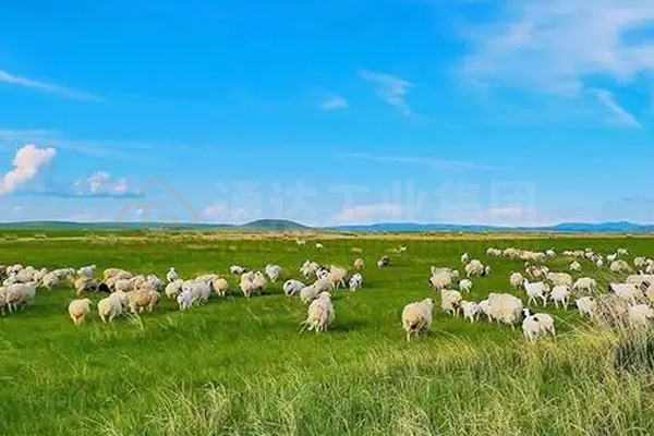建有機肥廠解決了草原牛羊堆糞難題，牛羊糞如何進一步加工處理做成綠色有機肥料?
