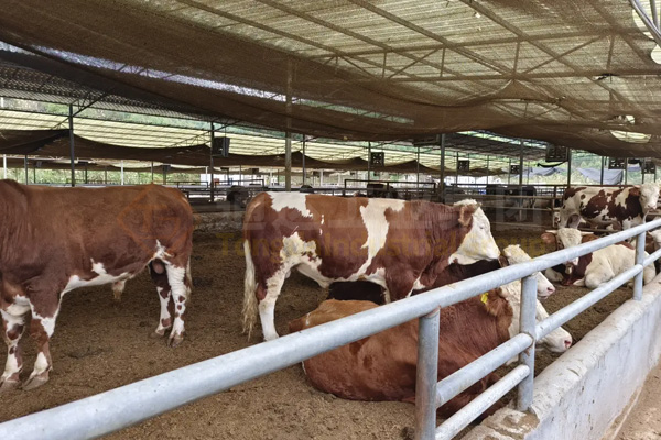  養(yǎng)殖場(chǎng)的雞糞都是怎么處理的?雞糞生產(chǎn)有機(jī)肥的方法和流程