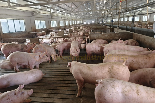 豬糞如何制成顆粒有機(jī)肥?豬糞有機(jī)肥造粒設(shè)備有哪些?