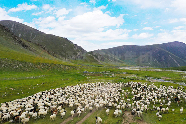 內(nèi)蒙古臨河10萬(wàn)噸羊糞有機(jī)肥生產(chǎn)線價(jià)格多少錢?哪個(gè)廠家好?