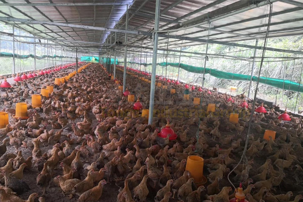 雞糞加工做成有機(jī)肥，雞糞賣出雞蛋價(jià)