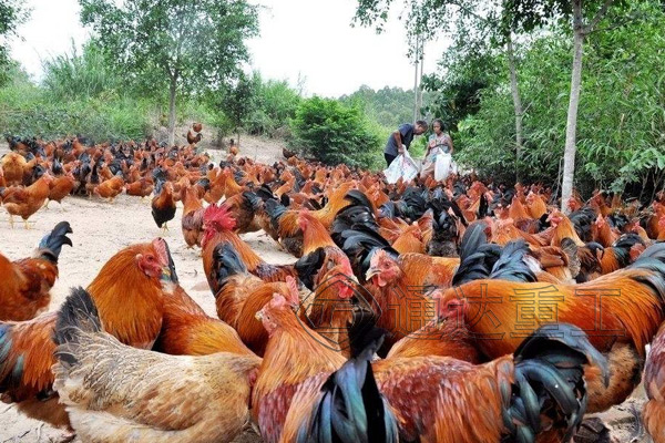  上一條雞糞有機(jī)肥生產(chǎn)線多少錢(qián)?處理1噸雞糞有機(jī)肥企業(yè)得到多少利潤(rùn)?